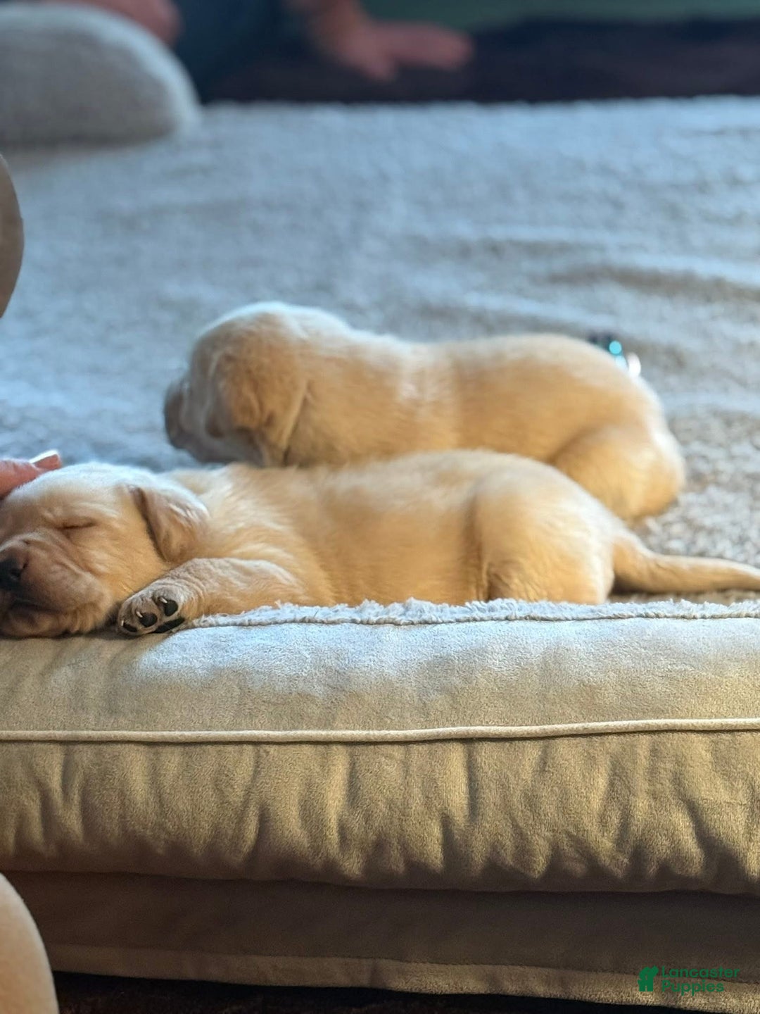 Labrador Retriever dogs for sale: Labrador Retriever Puppy 1 - Ad 3