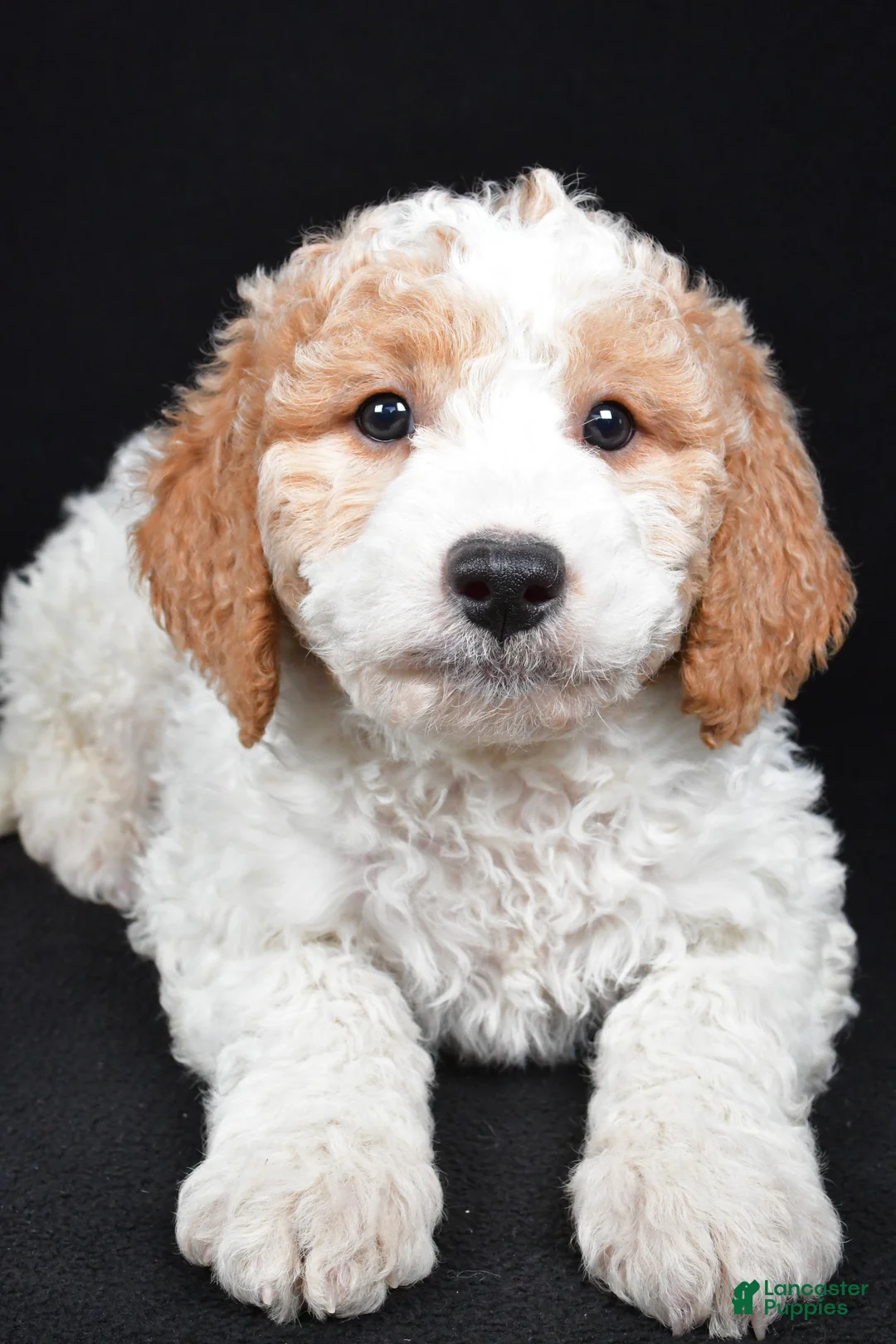 Mini Goldendoodle dogs for sale: Logan - Ad 2