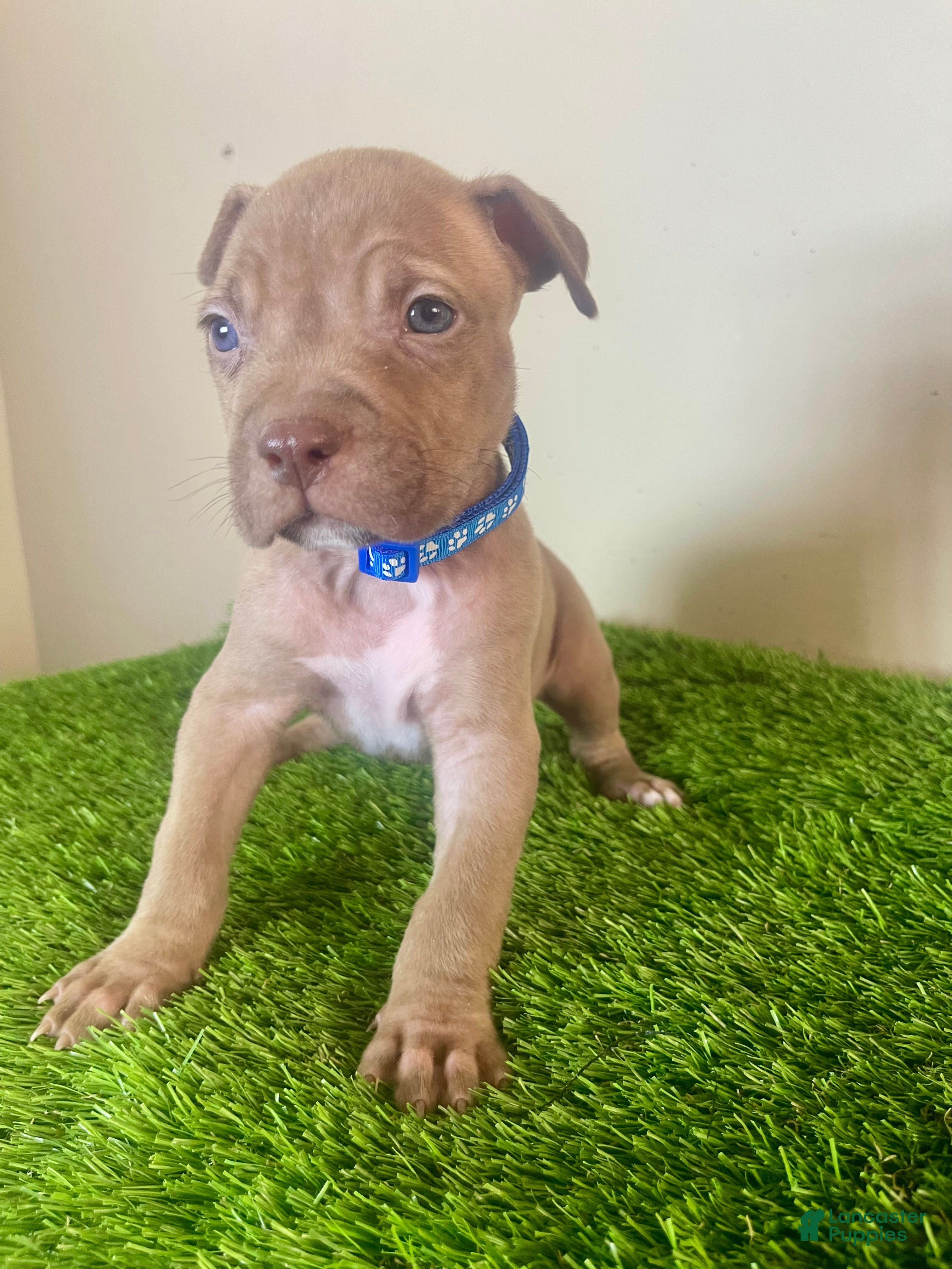 American Bully dogs American Bully Male 3 - Ad 2