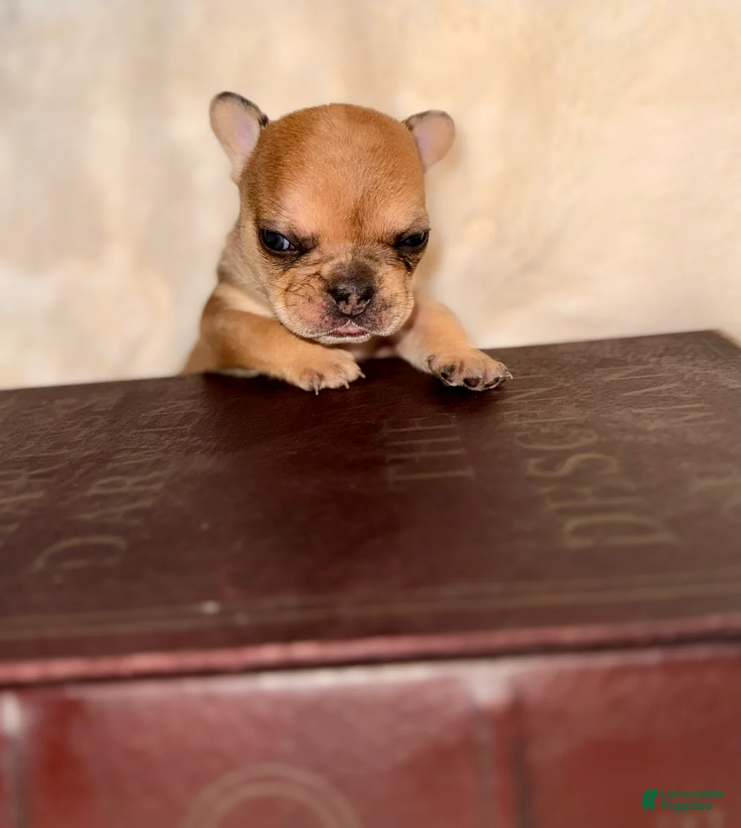 French Bulldog dogs for sale: French Bulldog Puppy 1 - Ad 2