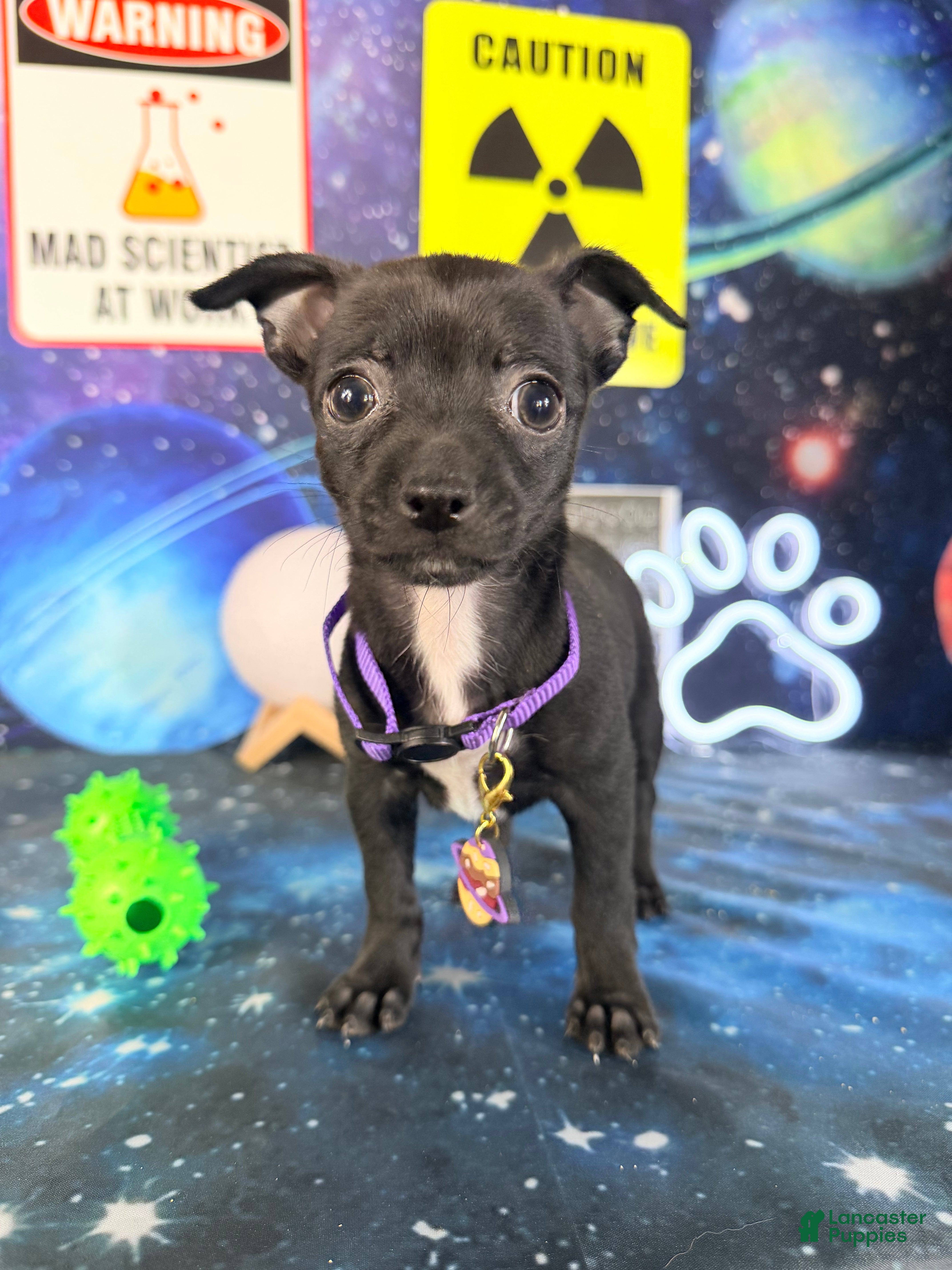 Chihuahua dogs Toffee - Ad 1
