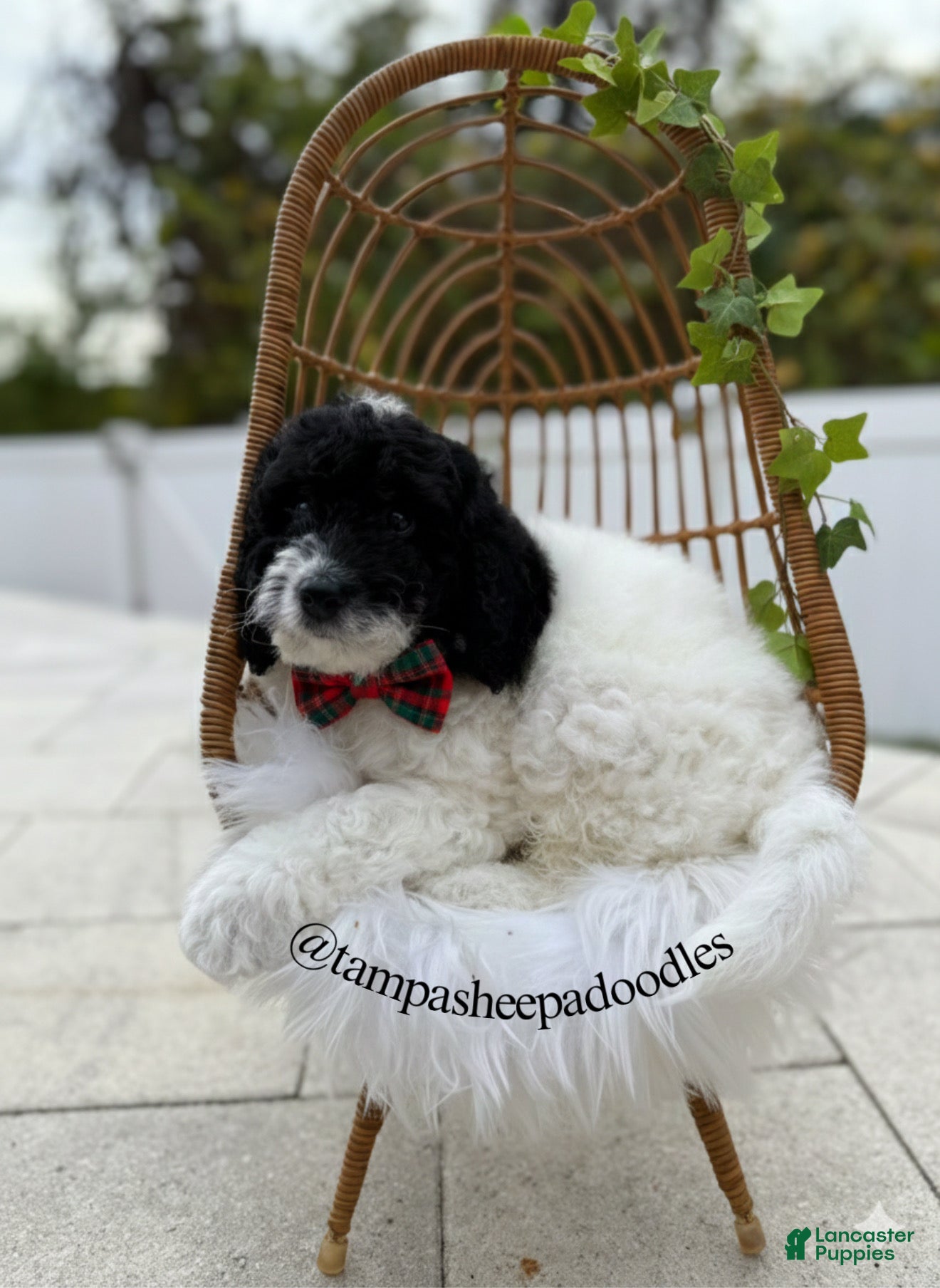 Mini Sheepadoodle dogs Yellow-Ash - Ad 3