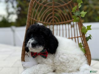 Mini Sheepadoodle dogs Yellow-Ash - Ad 3