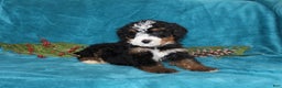 Mini Bernedoodle dogs for sale: Rusty - Ad 4