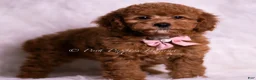Mini Goldendoodle dogs for sale: Bling Bling - Ad 2