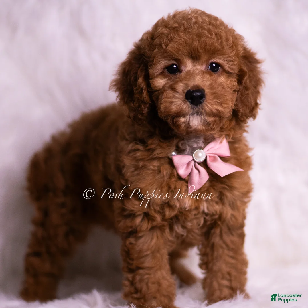 Mini Goldendoodle dogs for sale: Bling Bling - Ad 2