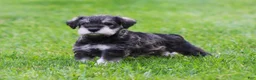 Miniature Schnauzer dogs for sale: Katniss - Ad 8