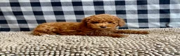 Miniature Poodle dogs for sale: Nancy - Ad 3