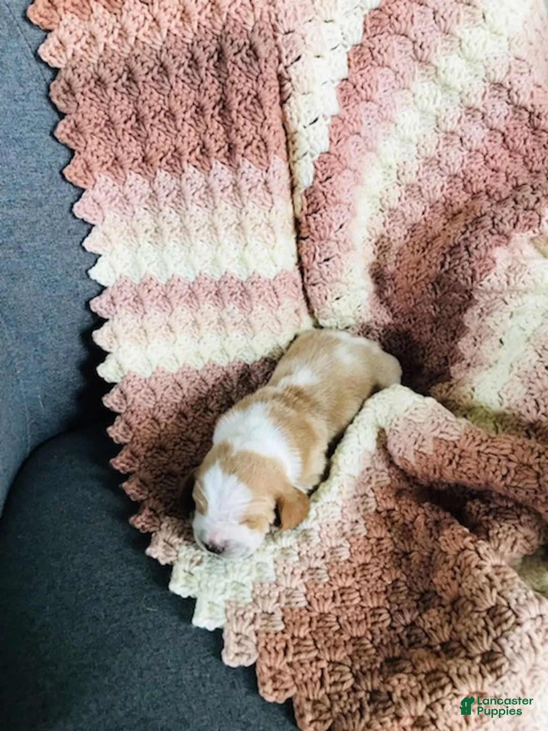 Basset Hound dogs for sale: Walter-Male - Ad 1