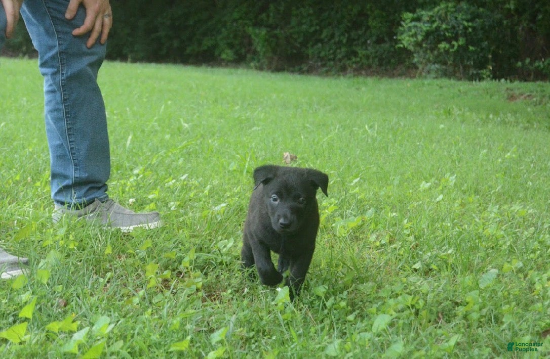 Dutch Shepherd dogs Brynn - Ad 2