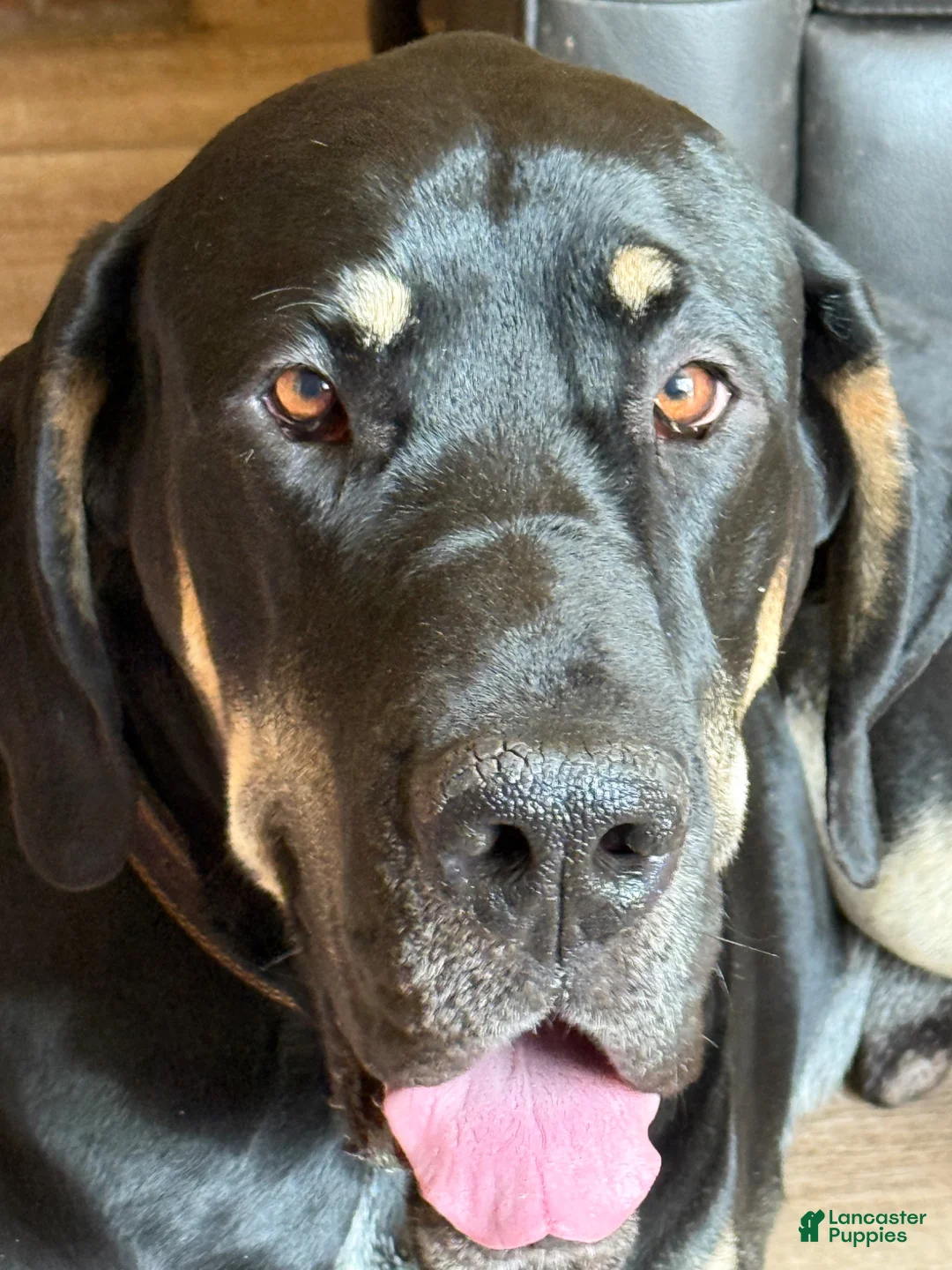 Great Dane dogs for stud: Magnum for Stud - Ad 2