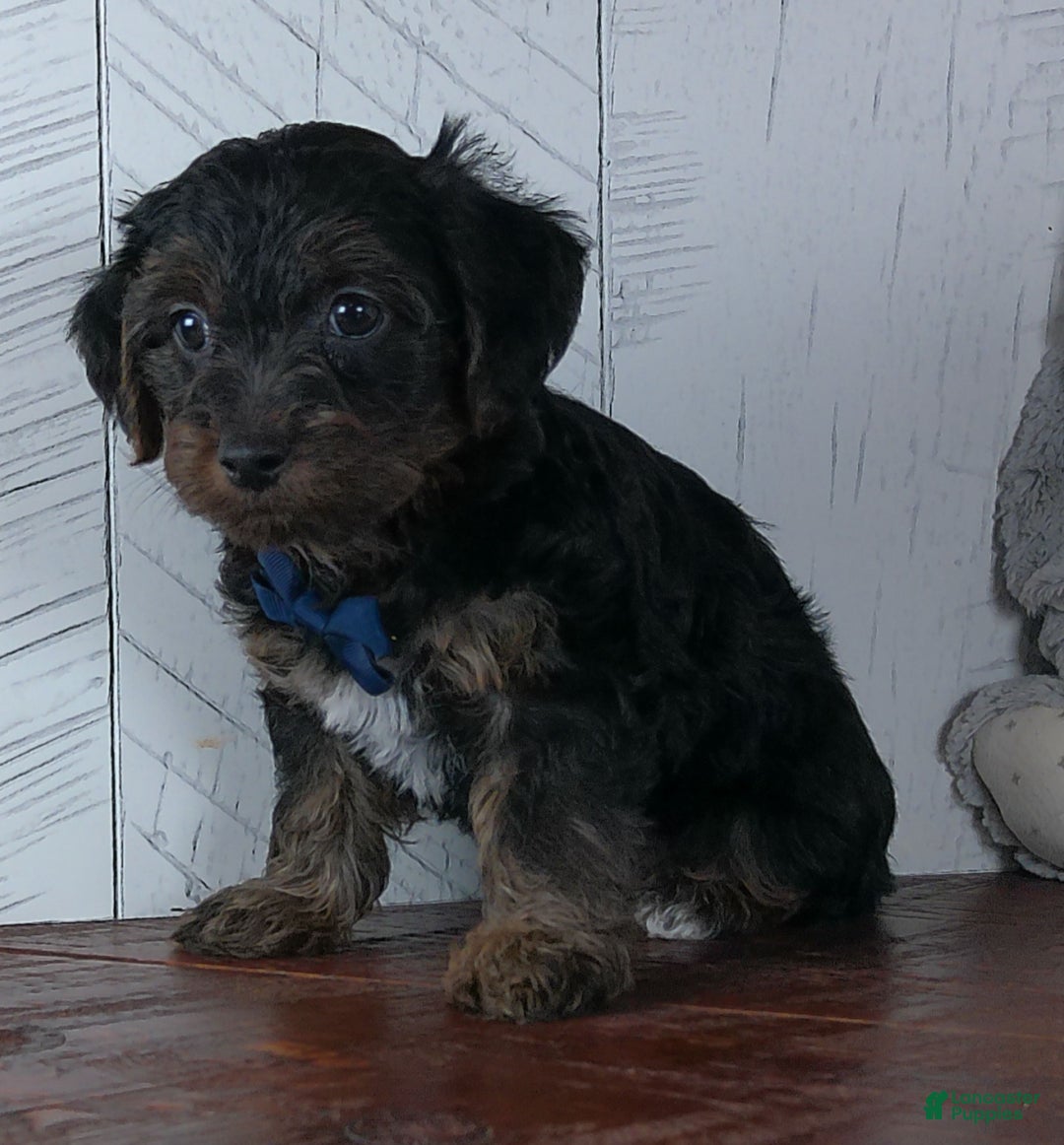 Yorkiepoo dogs for sale: Jerry - Ad 2
