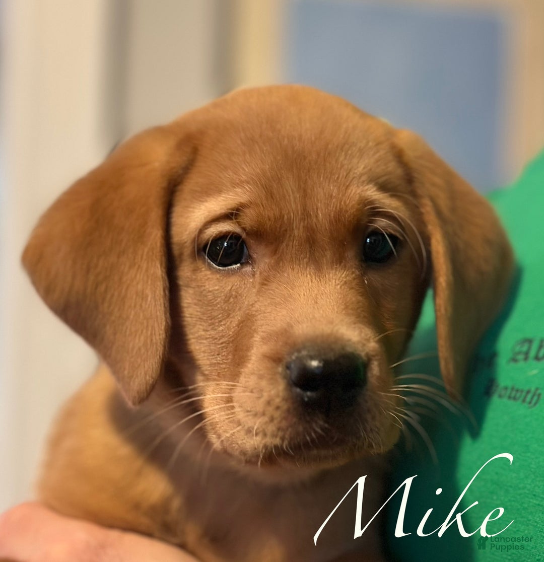 Labrador Retriever dogs for sale: Mike - Ad 3