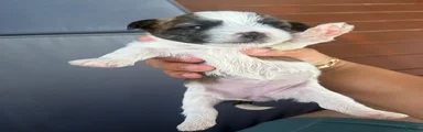 Mixed Breed 3