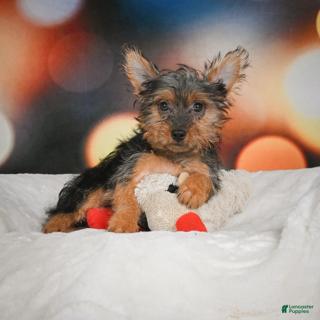 Yorkshire Terrier dogs Yasmin - Ad 21