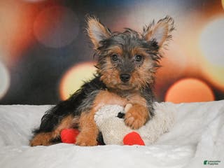 Yorkshire Terrier dogs Yasmin - Ad 17