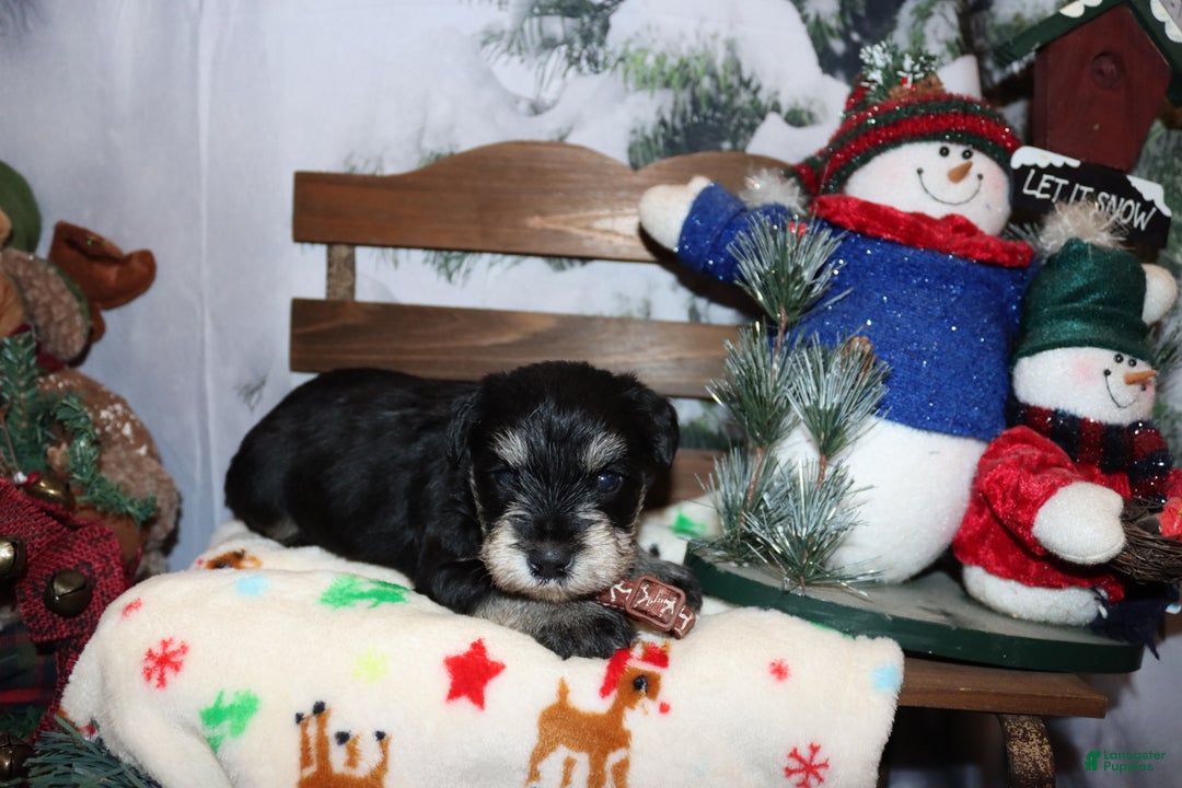 Miniature Schnauzer dogs for sale: spencer - Ad 2