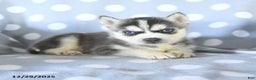 Siberian Husky dogs for sale: Rex - Ad 2