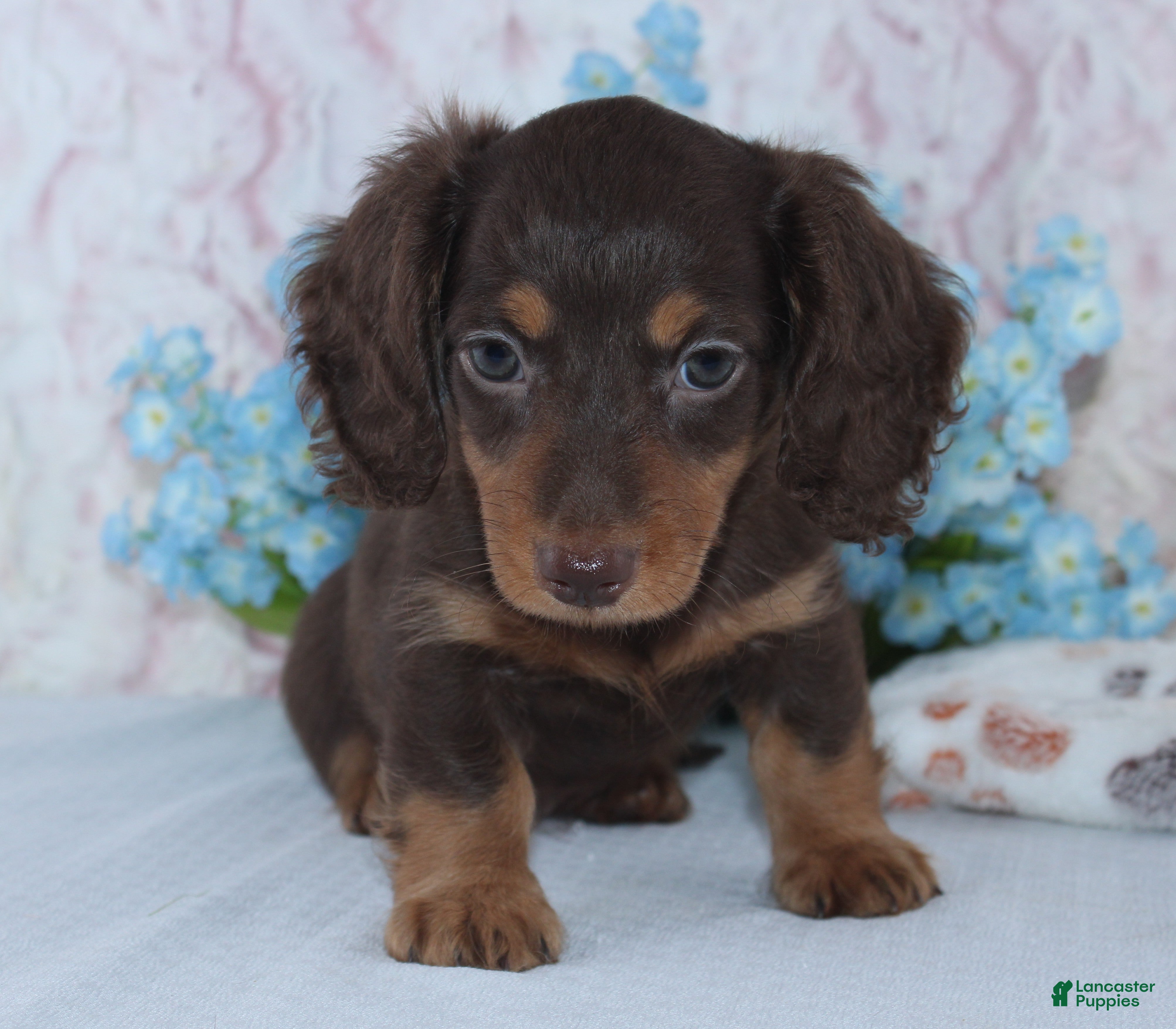 Miniature Dachshund dogs Noah - Ad 2