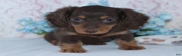Miniature Dachshund dogs for sale: Noah - Ad 2