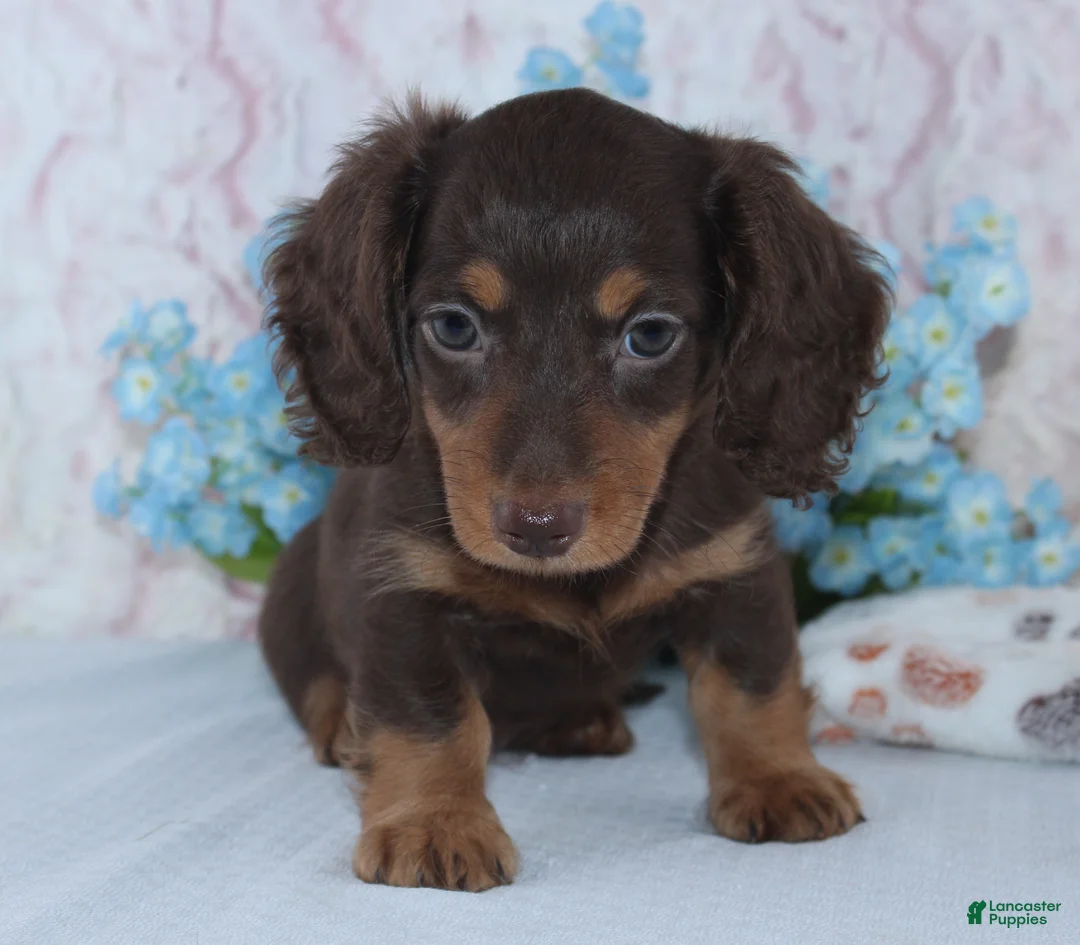 Miniature Dachshund dogs for sale: Noah - Ad 2