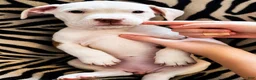 Mixed Breed dogs for sale: Mixed Breed 3 - Ad 2
