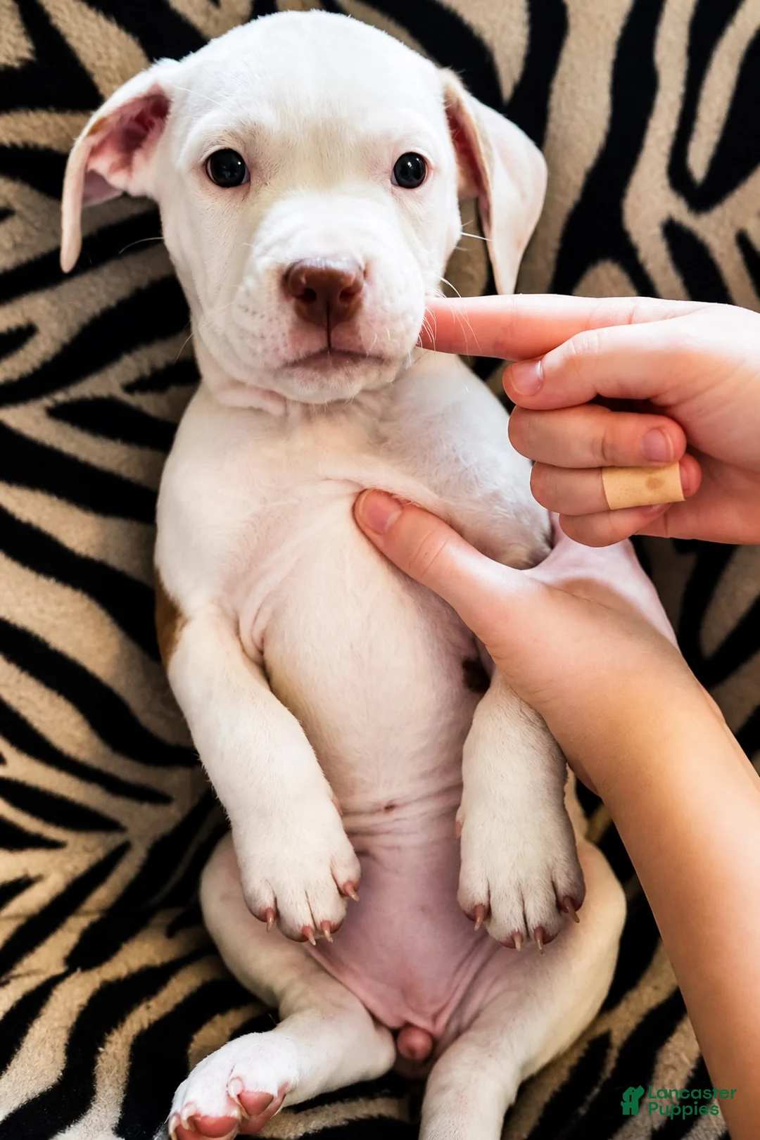 Mixed Breed dogs for sale: Mixed Breed 3 - Ad 2