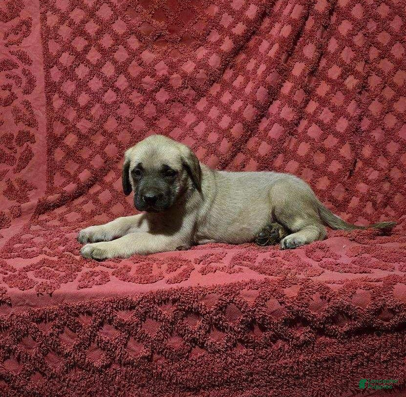 English Mastiff dogs Susie - Ad 3