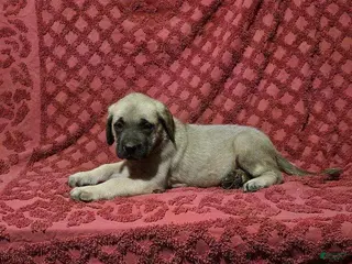 English Mastiff dogs Susie - Ad 16