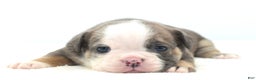 Mixed Breed dogs for sale: Savanna Tiny mini bulldog  - Ad 9