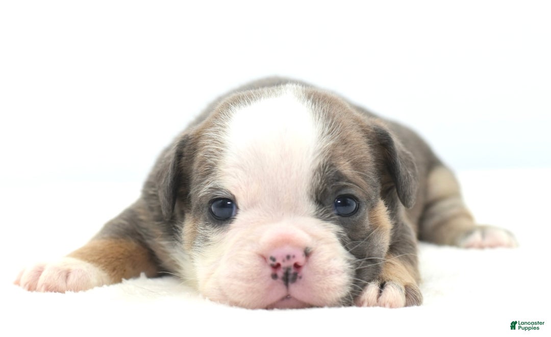 Mixed Breed dogs for sale: Savanna Tiny mini bulldog  - Ad 9