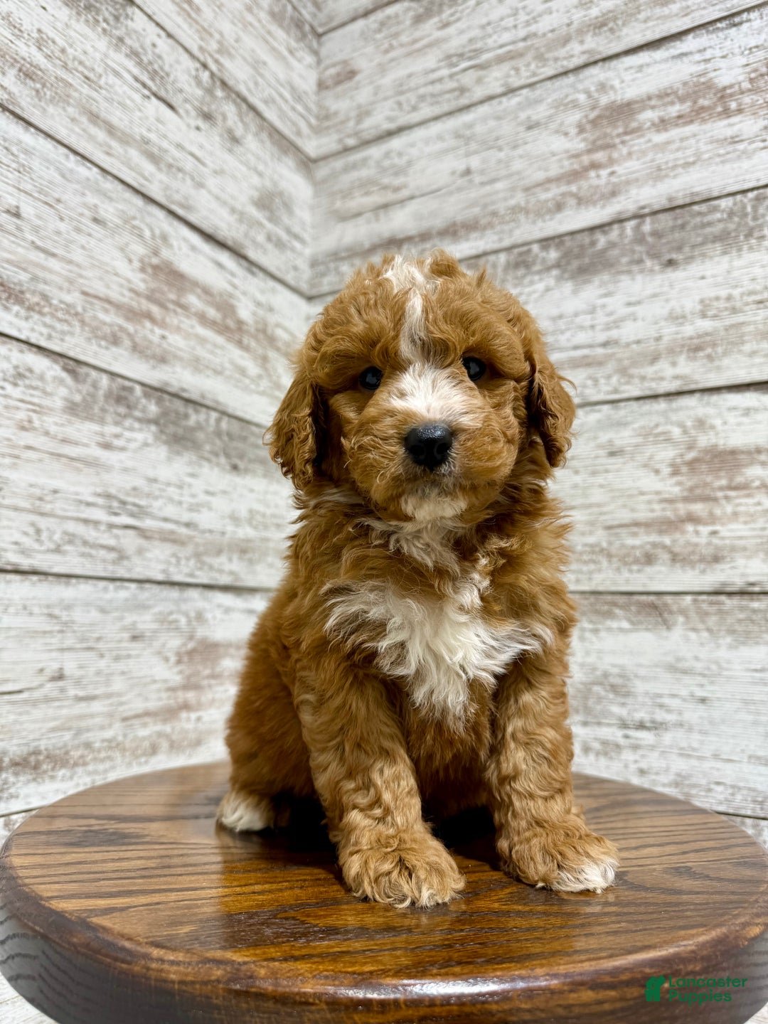 Mini Goldendoodle dogs for sale: Hunter - Ad 4