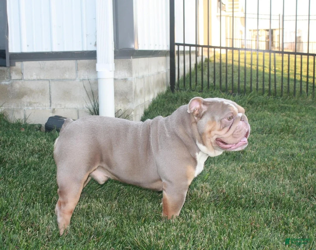 English Bulldog dogs for sale: Tanya - Ad 15