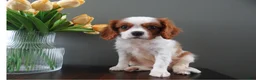 Cavalier King Charles Spaniel dogs for sale: Colby - Ad 2