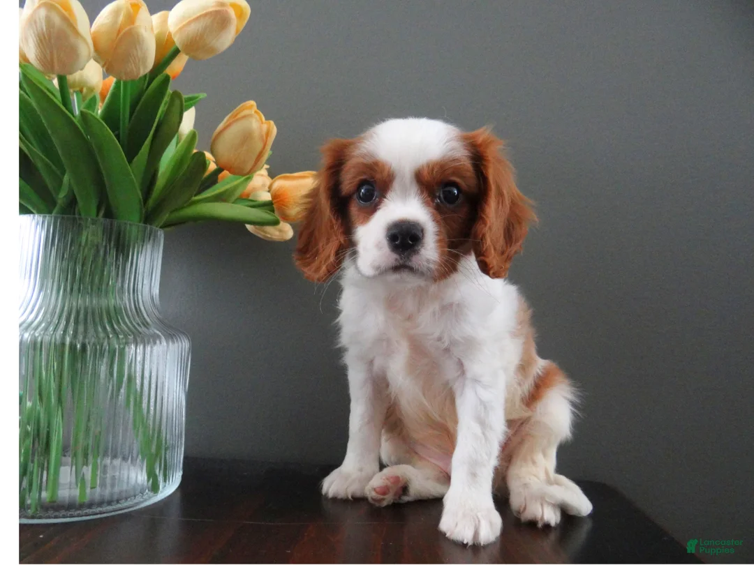 Cavalier King Charles Spaniel dogs for sale: Colby - Ad 2