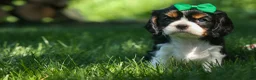 Cavalier King Charles Spaniel dogs for sale: Maxwell 🐾🐶 - Ad 7