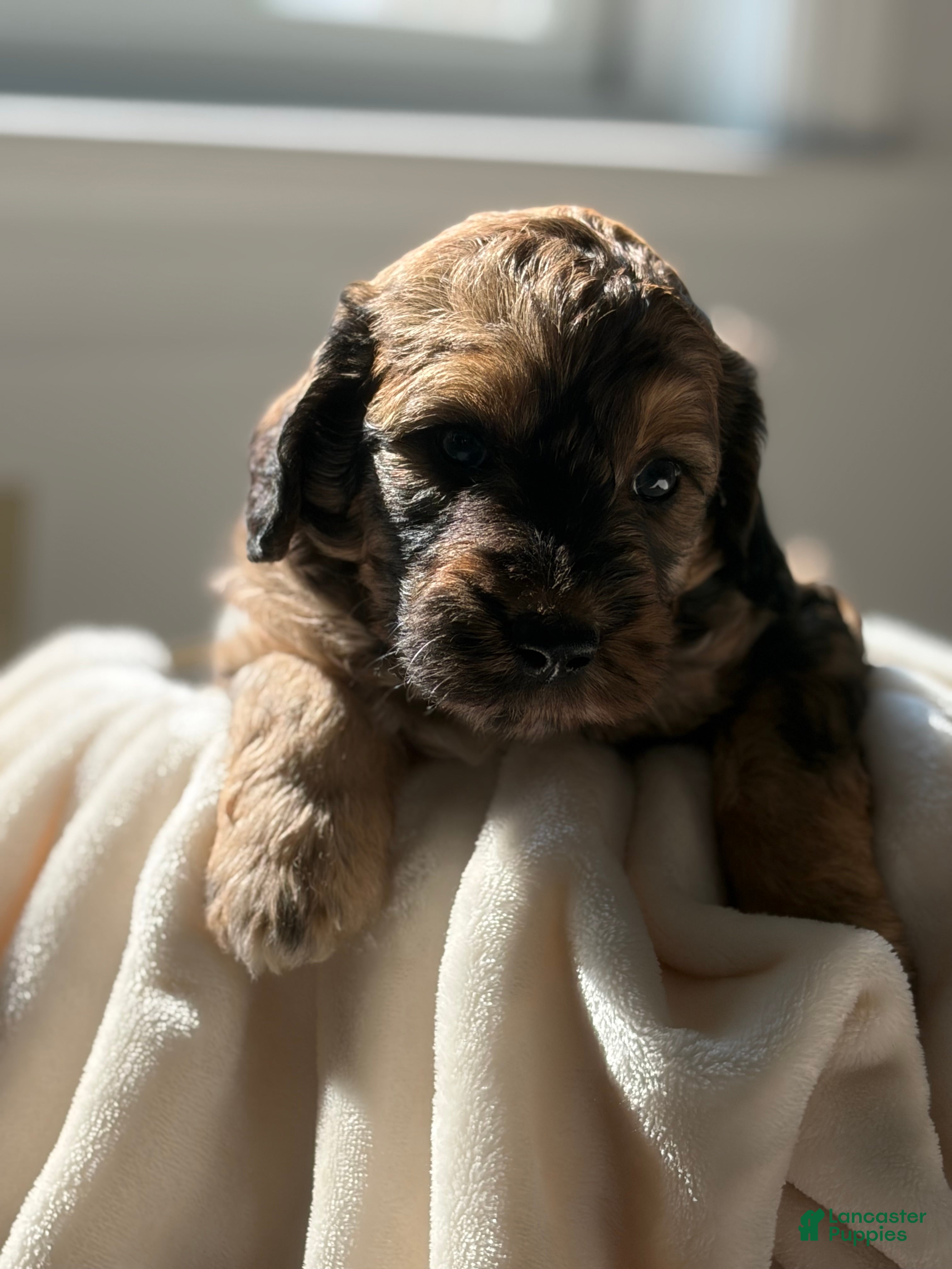 Mini Goldendoodle dogs Charger💙🐶 - Ad 2