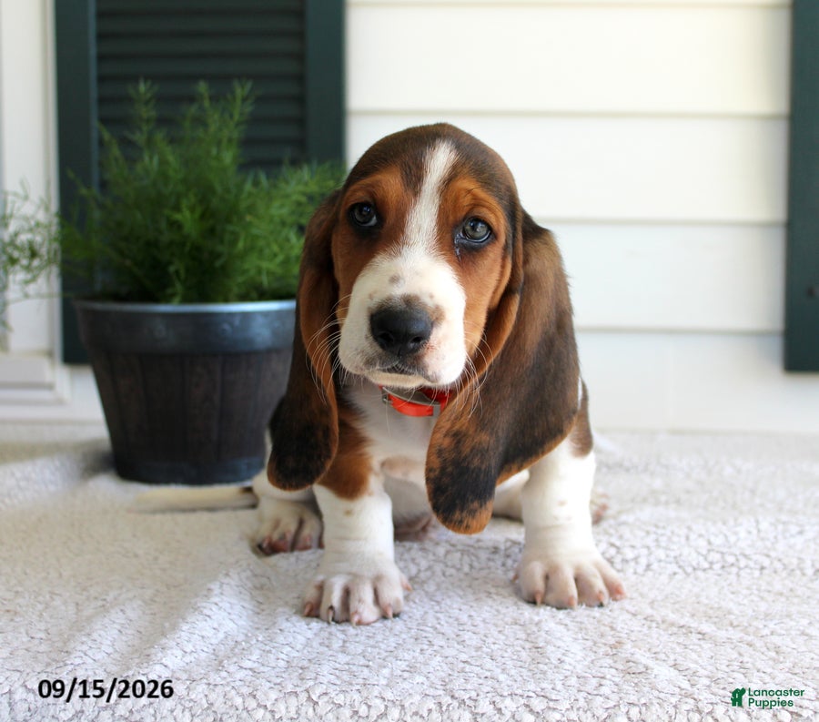 Basset Hound dogs Copper - Ad 2