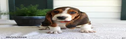 Basset Hound dogs for sale: Copper - Ad 2