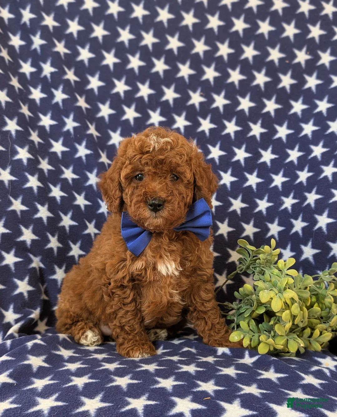 Miniature Poodle dogs for sale: Dalton 10 lbs Full Grown - Ad 2
