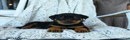 Rottweiler dogs for sale: Rocko   - Ad 3