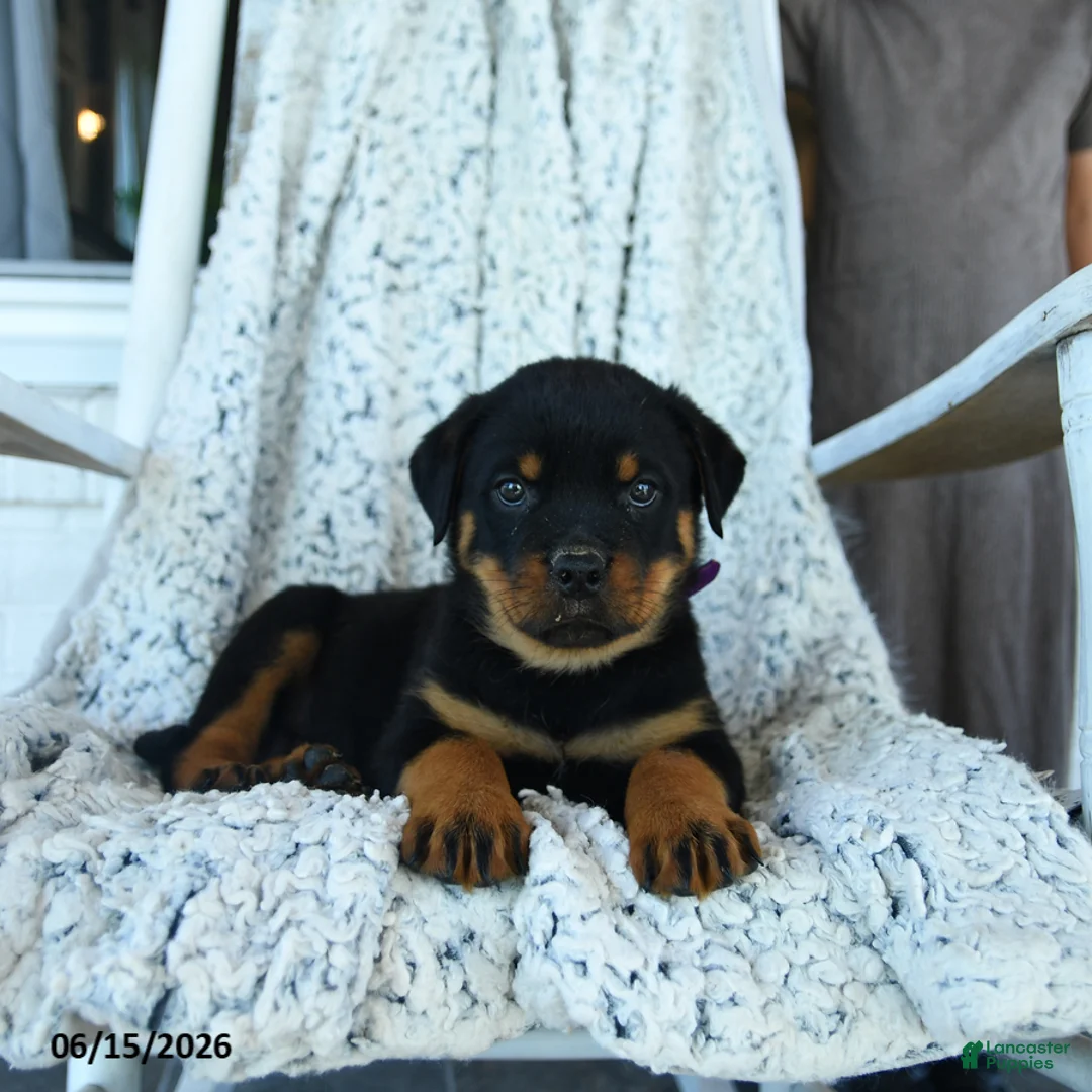Rottweiler dogs for sale: Rocko   - Ad 3
