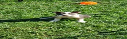 American Bully dogs for sale: American Bully 5 - Ad 22