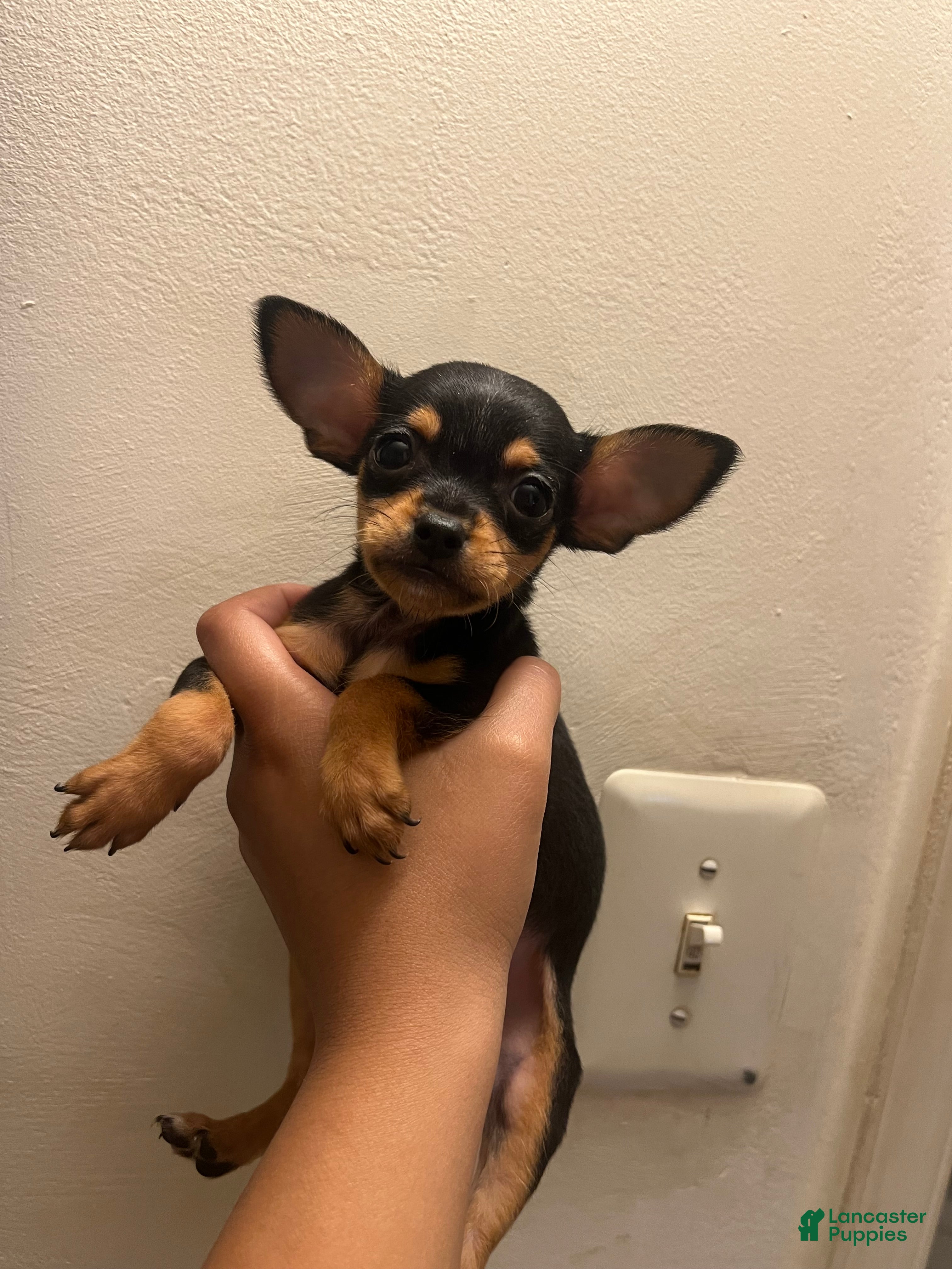 Mixed Breed dogs Puppy 4 - Ad 33