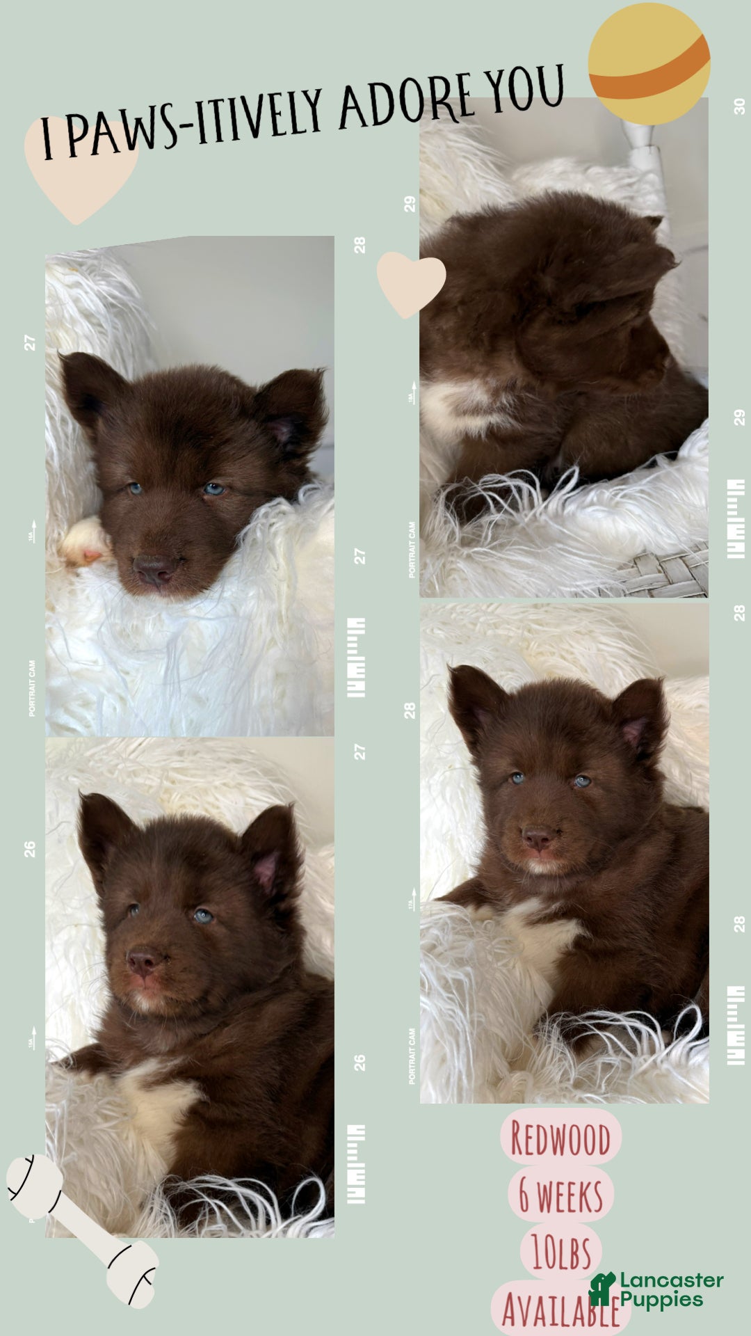 Siberian Husky dogs for sale: Redwood - Ad 1