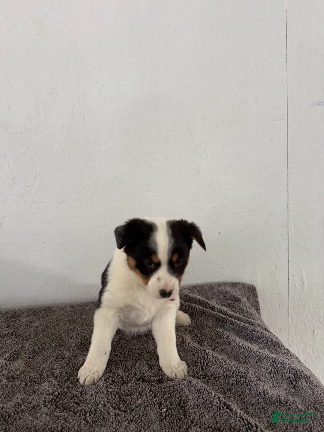 Mixed Breed dogs for sale: Buttercup - Ad 11