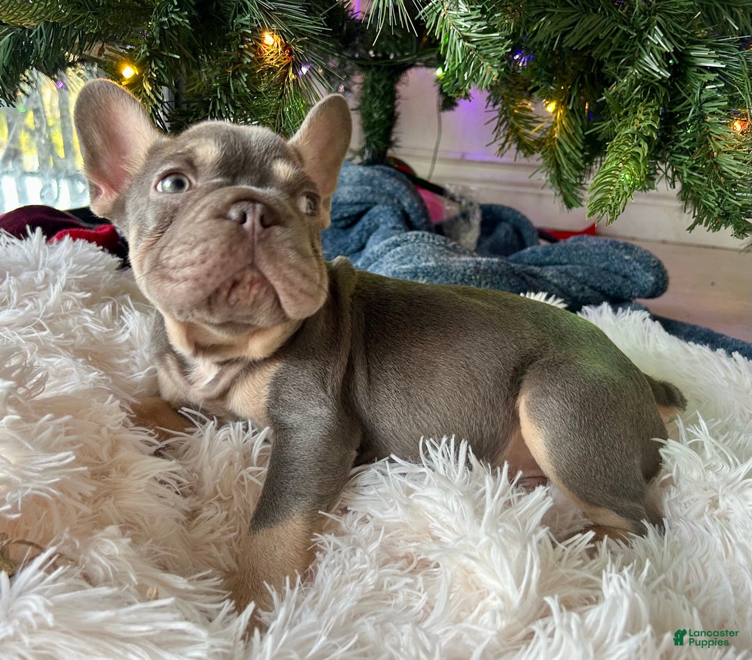 French Bulldog dogs for sale: French Bulldog Puppy 1 - Ad 5