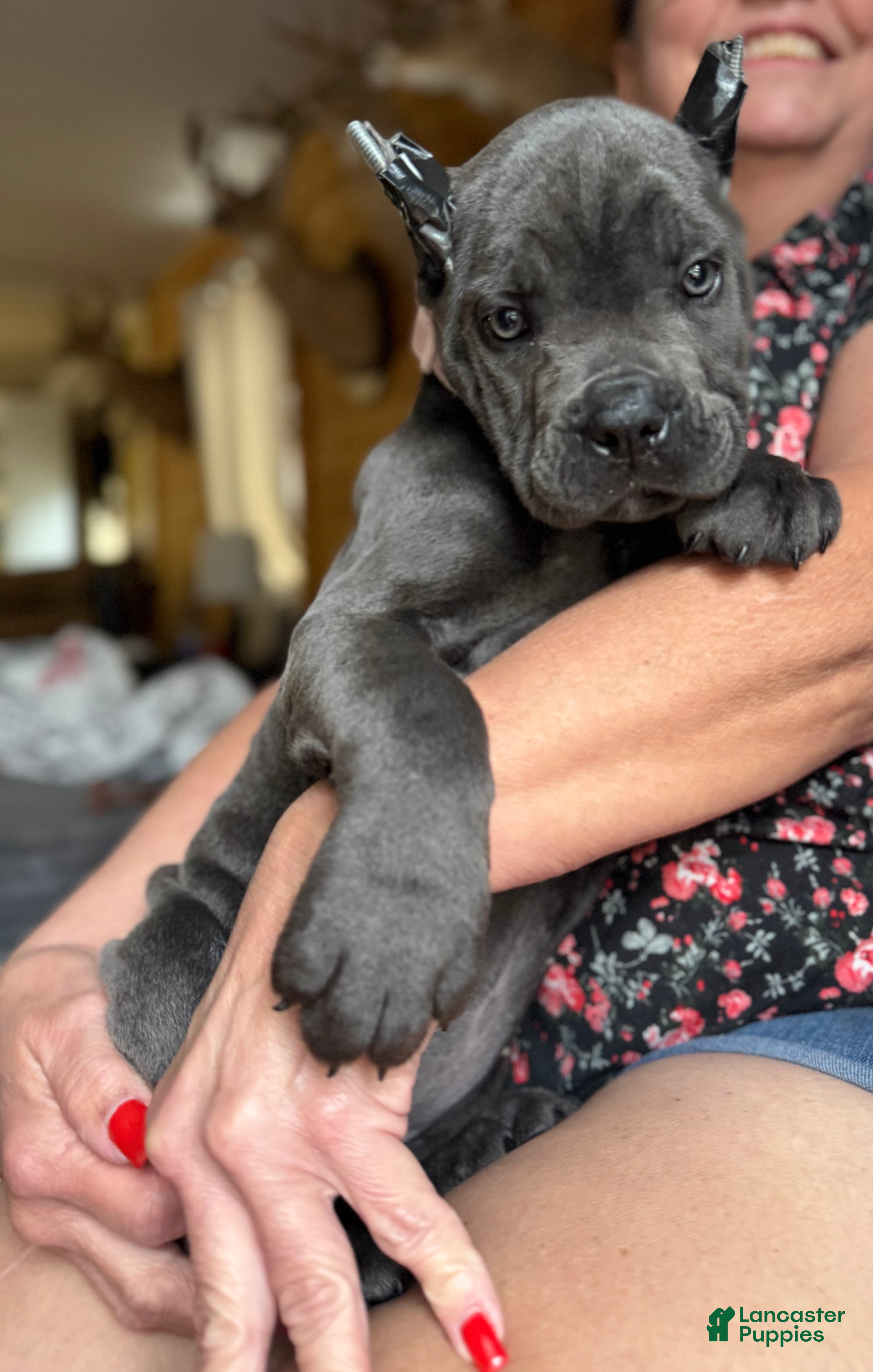 Cane Corso dogs Cane Corso Puppy 3 - Ad 20