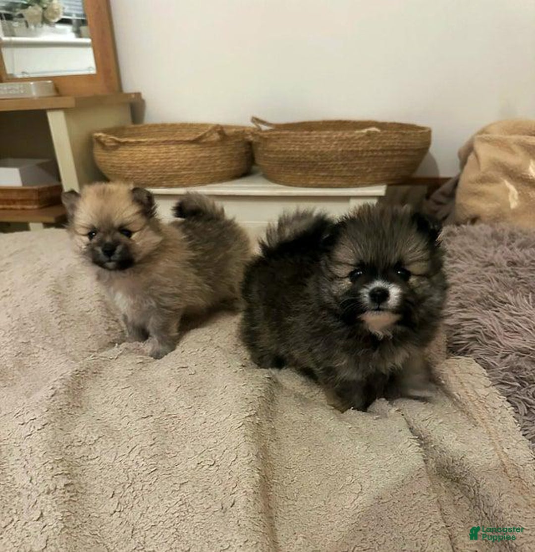 Pomeranian dogs for sale: Molly - Ad 23