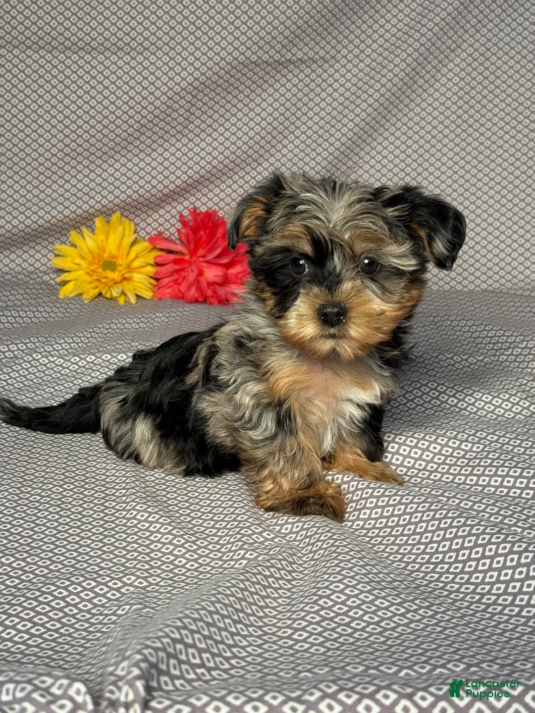 Yorkiepoo dogs for sale: Lexi - Ad 2